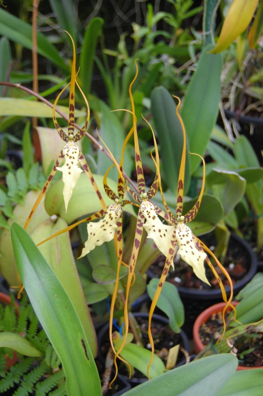 Brassia verrucosa